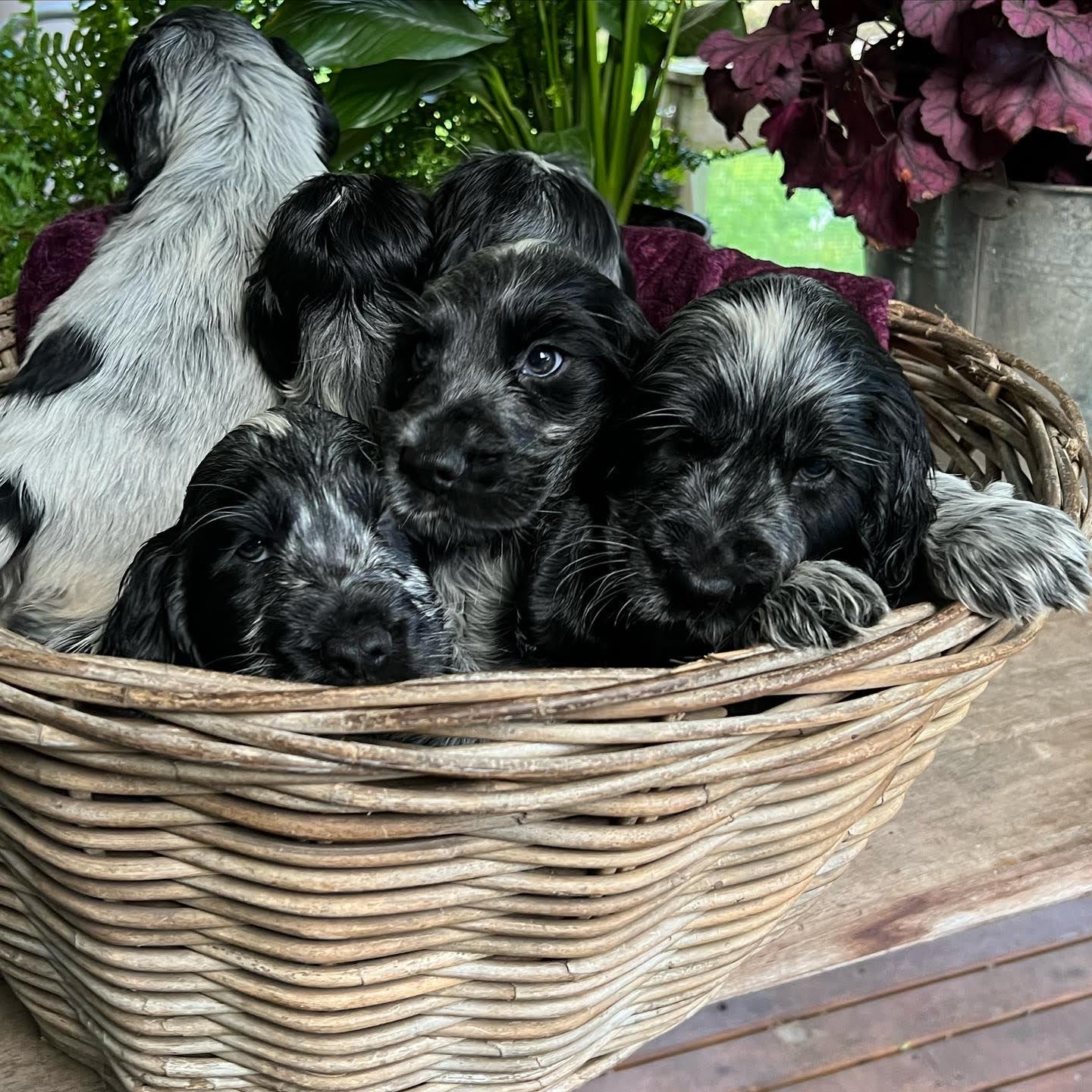 Beautiful Blue Roan English Cocker Spaniel