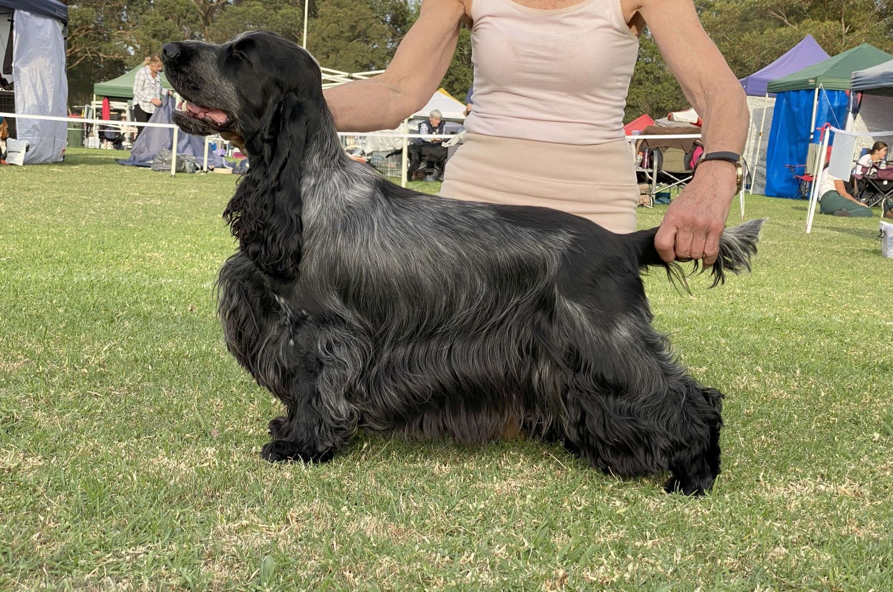 English Cocker Spaniel Show Dog in Action