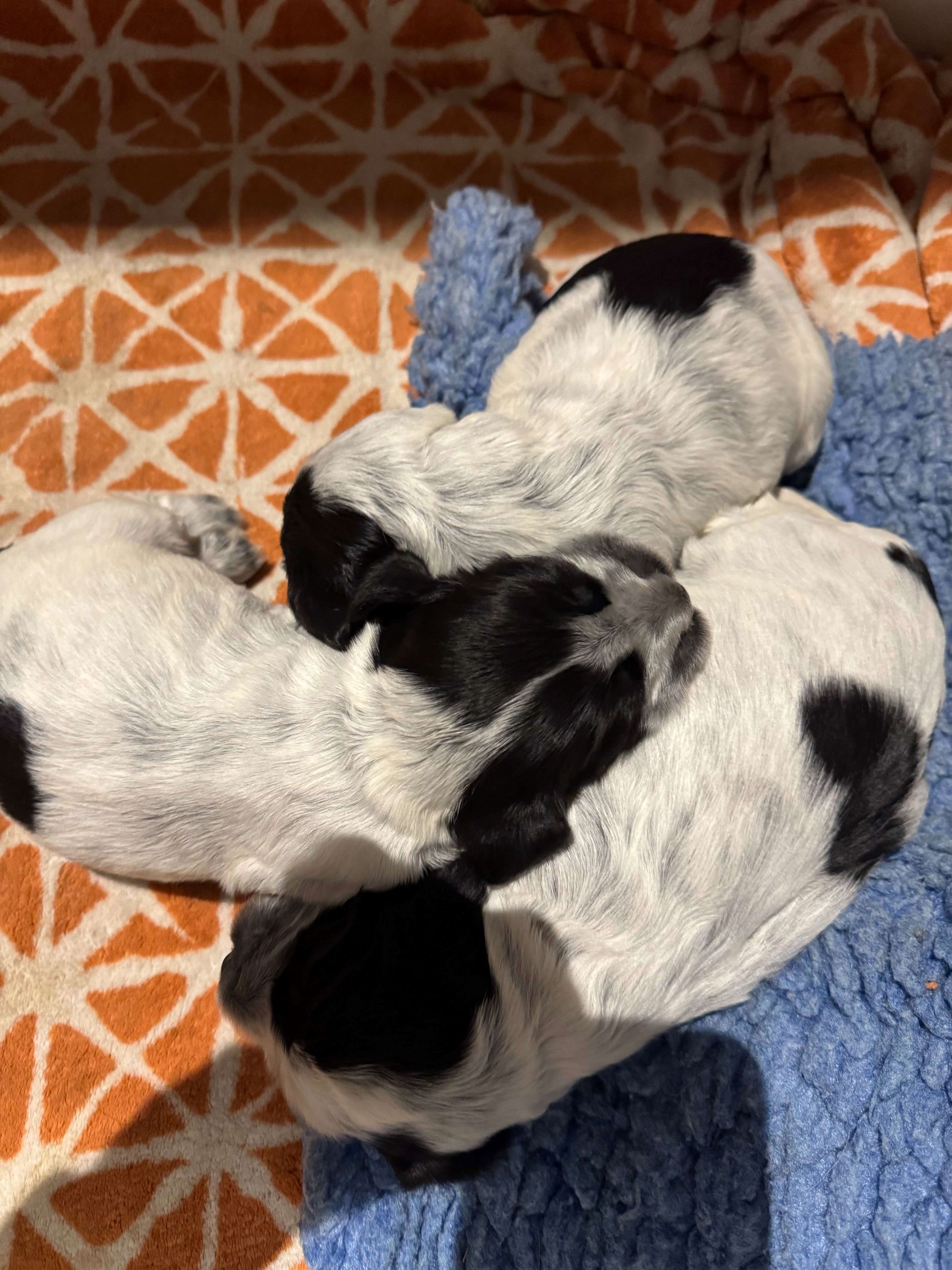 Adorable English Cocker Spaniel Puppies in Wicker Basket