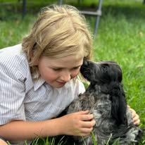 English Cocker Spaniel Family Life and Socialisation