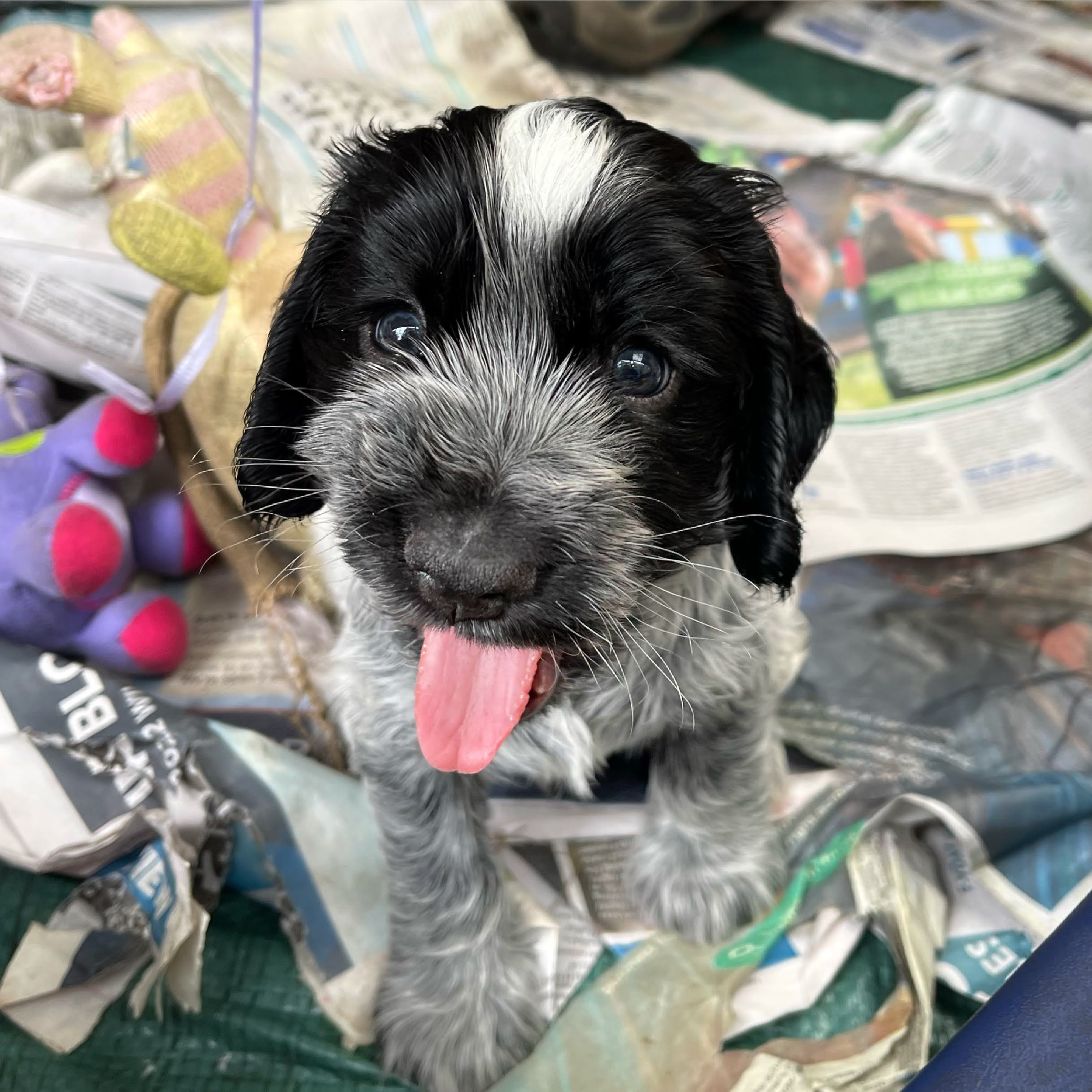 Happy English Cocker Spaniel Puppy with Tongue Out