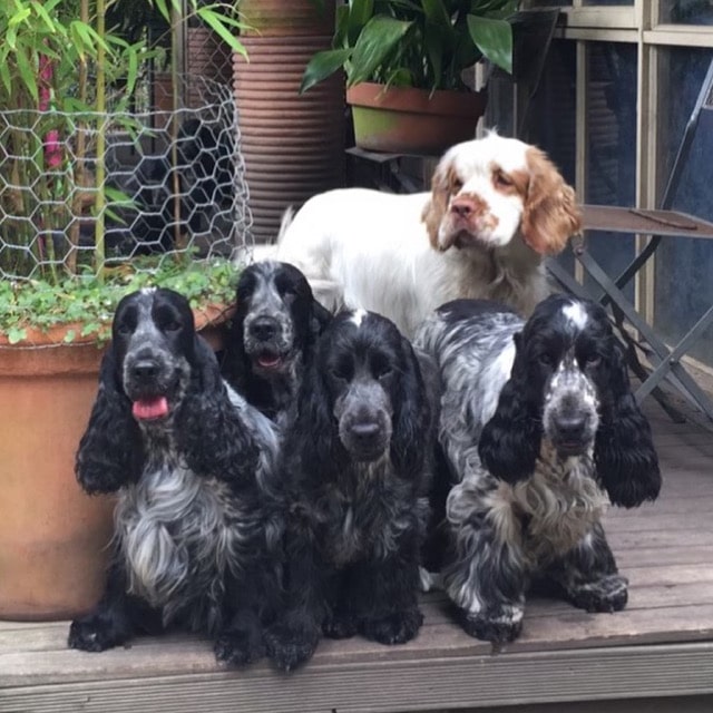 Robmond Kennels English Cocker Spaniels - Our Beautiful Breeding Dogs