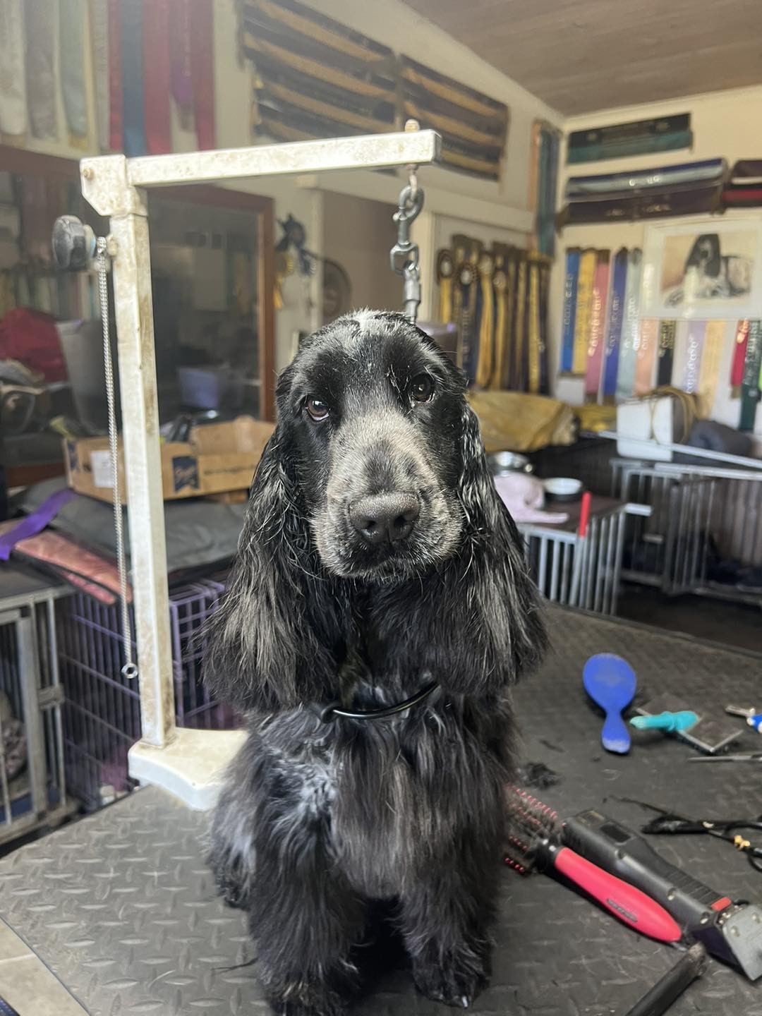 Professional Grooming and Care Standards