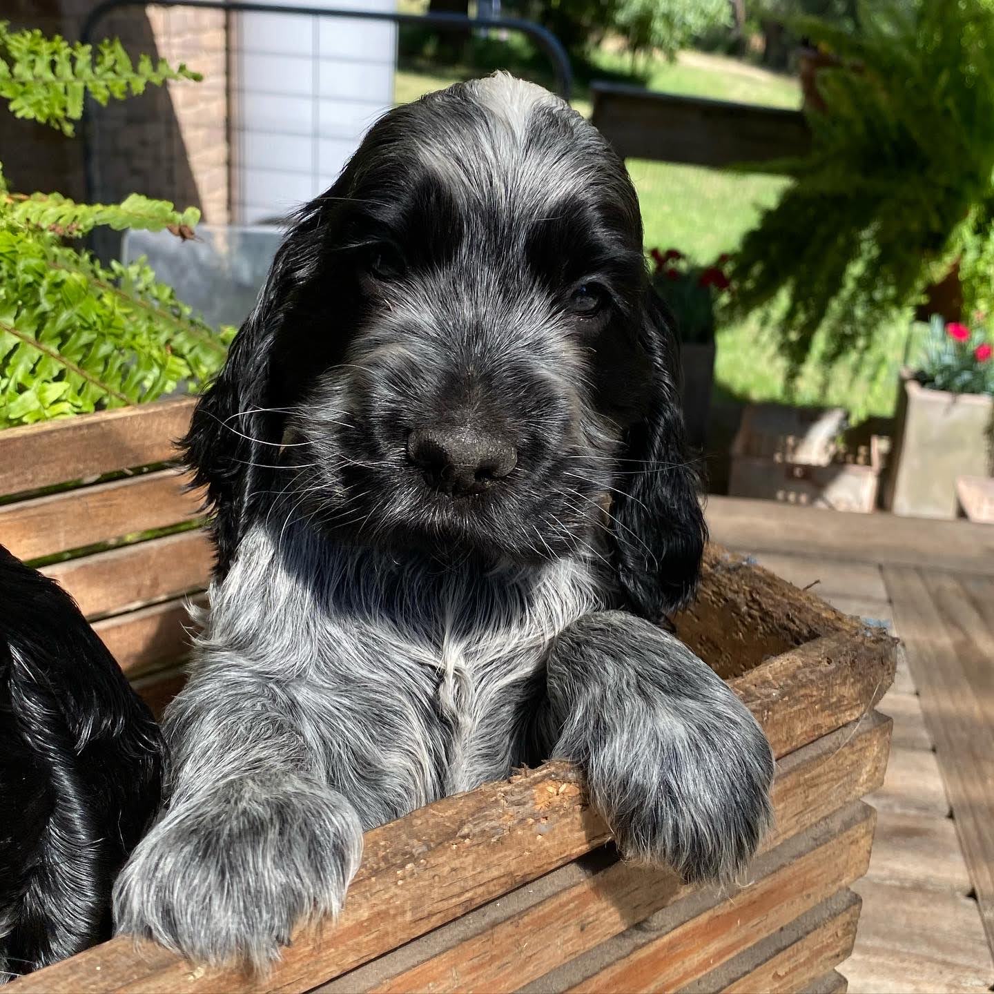 English Cocker Spaniel Puppies in Wooden Carrier