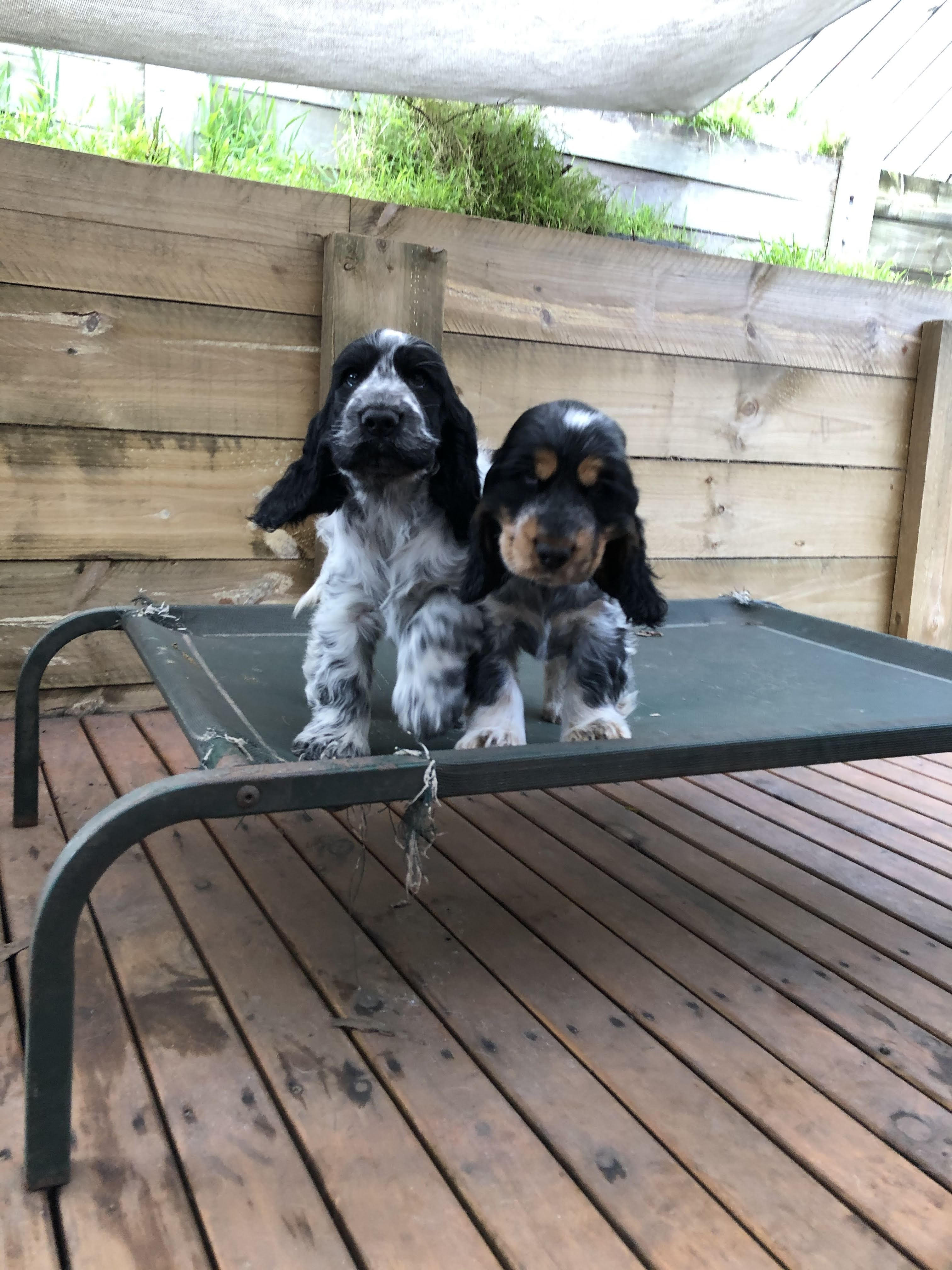 Two Adorable English Cocker Spaniel Puppies