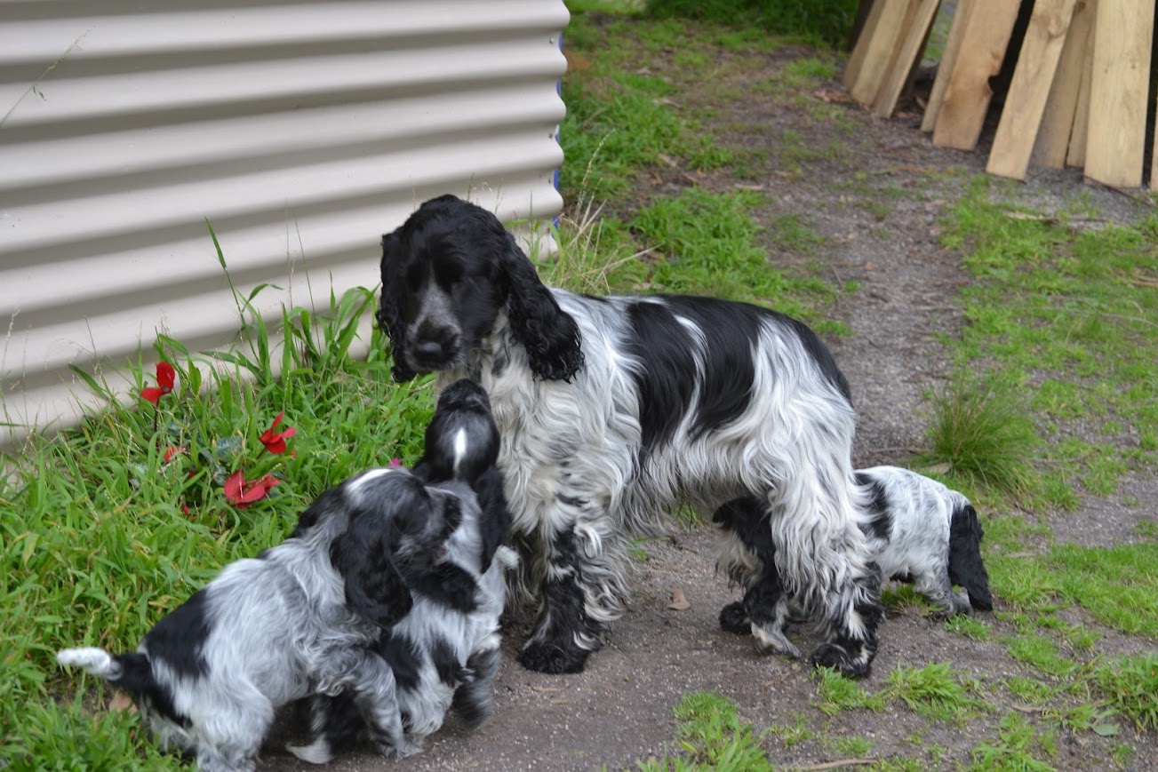 Happy English Cocker Spaniel with Wonderful Temperament